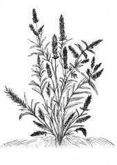 Hand drawing of Grass flowers with black ink