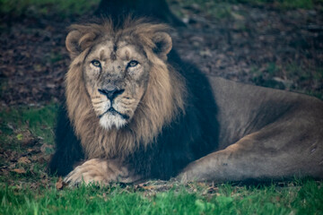 An Asiatic Lion resting on grass.