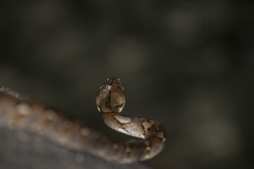 Closeup of the reticulated python. Malayopython reticulatus. Cambodia.