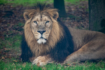 Obraz na płótnie Canvas An Asiatic Lion resting on grass.
