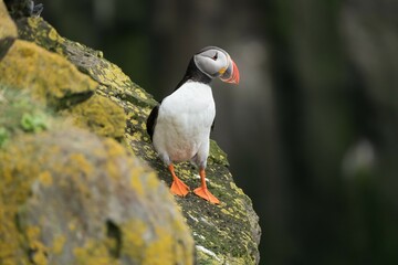 Papageientaucher Papageitaucher Island