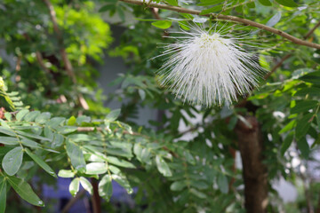 Samanea saman white flowers blooming with green leaves on tree closeup in the garden.