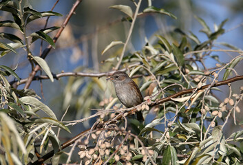 An adult dunnock (Prunella modularis) in winter plumage sits on tree branches in soft, bright morning light. Close-up photo with identification