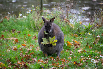 A Bennett’s Wallaby chewing on a leaf.