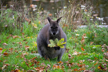Red-necked wallaby holding a leaf.