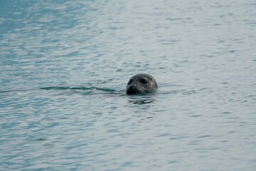 Seehund Seelöwe Island