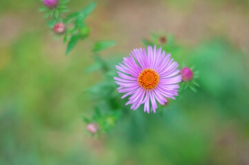 aster