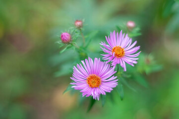 aster