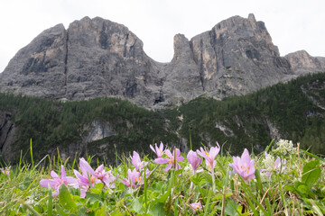 View of Sellaronda near Colfosco - cascate Piscandu' - close up flowers