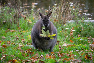 Red-necked wallaby chewing on a leaf.