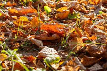 The concept of the environment. The sun's rays fall on the autumn yellow foliage in the forest. Take care of nature. Close-up. Beautiful view.