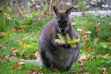 A Bennett’s Wallaby holding a leaf.
