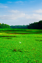 Fototapeta premium green field and blue sky