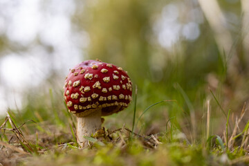 Red mushroom toadstool. Latin name amanita muscaria, toxic mushroom.Czerwony grzyb.Muchomor. Toksyczny grzyb © Marcin