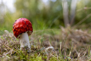 Czerwony grzyb muchomor.Łacińska nazwa amanita muscaria, toksyczny grzyb. Red mushroom toadstool. Latin name amanita muscaria, toxic mushroom © Marcin