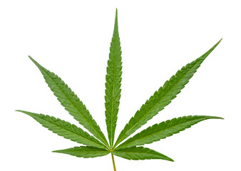 Marijuana leaf or Cannabis leaf on white background isolated