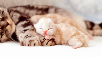 Fototapeta na wymiar Newborn kitten. Scottish purebred cat. The kitten lies on the paw of the cat's mother.