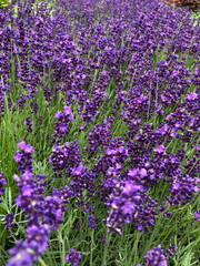 Obraz premium Lavender in the garden. Macro