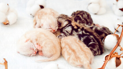Newborn kittens. Scottish purebred cat. Newborn kittens lie on a white background among cotton branches. Kittens in their natural environment.