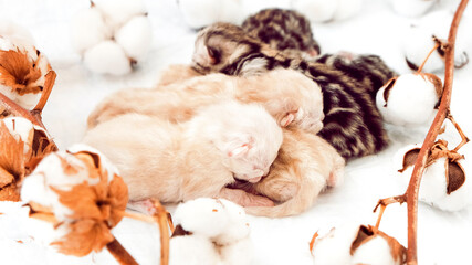 Newborn kittens. Scottish purebred cat. Newborn kittens lie on a white background among cotton branches. Kittens in their natural environment.