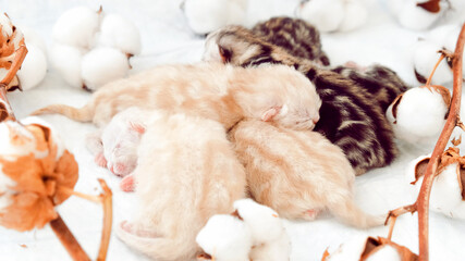 Fototapeta na wymiar Newborn kittens. Scottish purebred cat. Newborn kittens lie on a white background among cotton branches. Kittens in their natural environment.