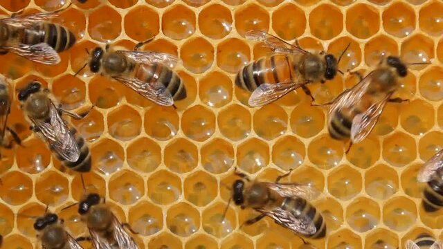 So is healthy food – honey.
Brought from nectar of flowers into honey bees transform.
