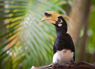 a toucan bird with a large beak © Andrey