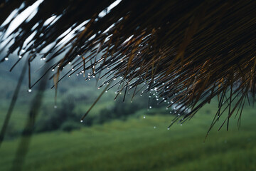 In a wooden hut in a green rice field