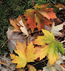 Colorful Autumn Maple Leaves on the Grass