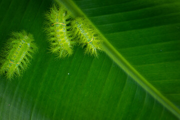 Fototapeta premium Green leaf background abstract of nature