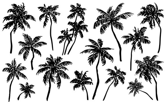Tropical palm trees sketch set. Realistic black silhouettes of palm trees isolated on white background. Vector illustration
