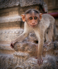 Monkey bandits in an Indian temple
