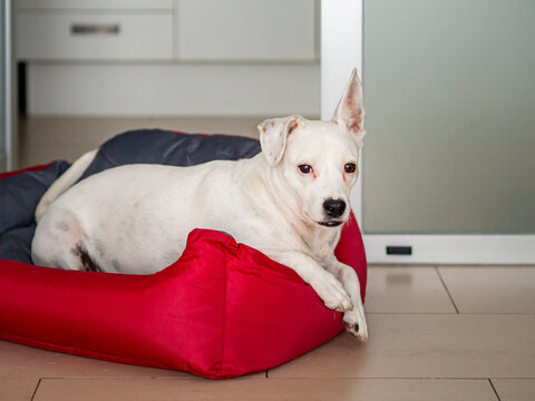 Pet dog laying on bed at home. Terrier with bodeguero breed dog with one ear up relaxing in apartment. Domesticated white dog with ear prick looking at camera. Calm and obedient dog.
