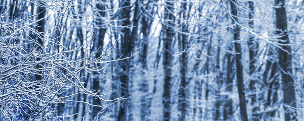 Winter forest with snow-covered trees, winter forest panorama