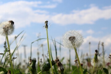 Summer field with dandelions after flowering on a sunny day.