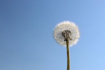 One dandelion stands after flowering against the background of the sky.