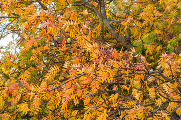 Colorful autumn background in park with yellow red leaves and red berry on blue sky background. Vivid golden fall in woodland. Sorbus alnifolia, close up.