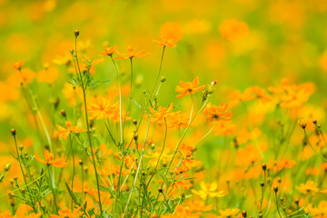 Obraz na płótnie Canvas Orange sulfur cosmos flower in the garden background