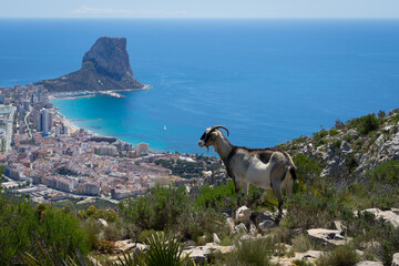wild mountain goat and view of the Mediterranean sea in Spain coastal city of Calpe beautiful...