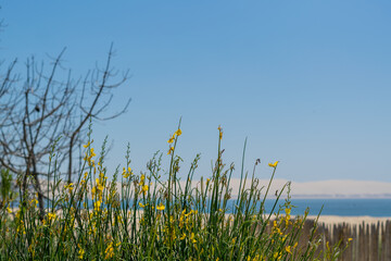 fleurs jaunes de bord de mer en &eacute;t&eacute;