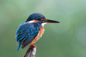 lovely chubby blue bird perching on wooden pole with fluffy feathers over soft light day