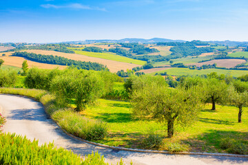 Fototapeta na wymiar Olive trees on a beautiful landscape in the fields of Italy. Countryside gardening cultivation of olive fruits. The road to the olive trees against the blue sky. Place for text, copy space.