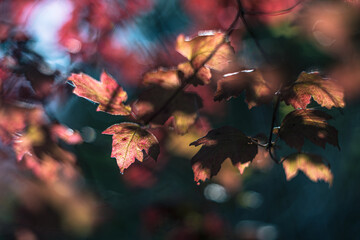 autumn leaves in the sun vintage lens rendering