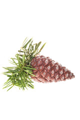 isolated pine tree fir and cone on white with copy space