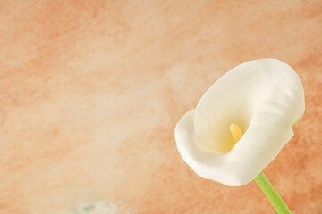 white calla Lilly flower over soft orange background with copy space