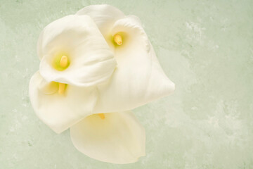 white calla lily flowers over soft green background with copy space