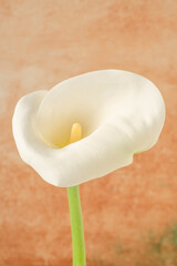 Fototapeta na wymiar white calla Lilly flower over soft orange background with copy space