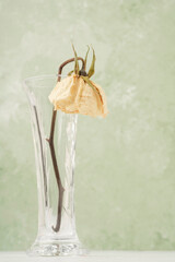 dried rose flower in a glass vase on table over green background with copy space