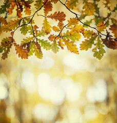 Naklejka na ściany i meble Autumn oak leaves on the background of the forest. Oak forest, autumn. background.
