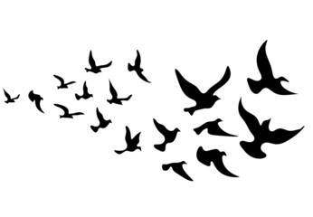 Plakat Silhouettes of groups of birds on white. Vector